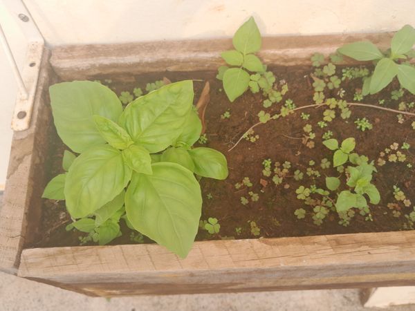 Identificação da planta Manjericão por foto