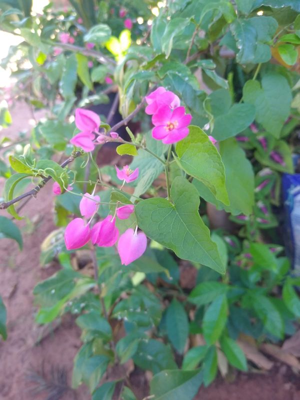 Identificação da planta Amor-agarradinho por foto