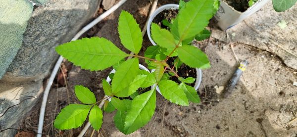 Identificação da planta Aroeira por foto