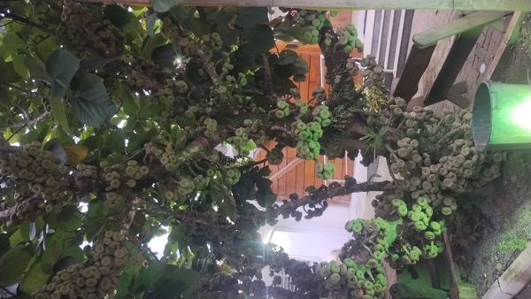 Identificação da planta Figueira-da-china por foto