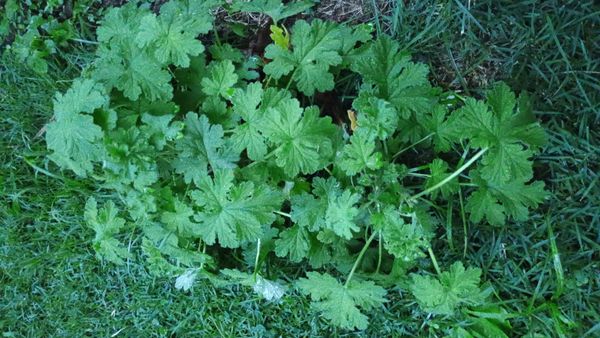 Identificação da planta Malva-cheirosa por foto