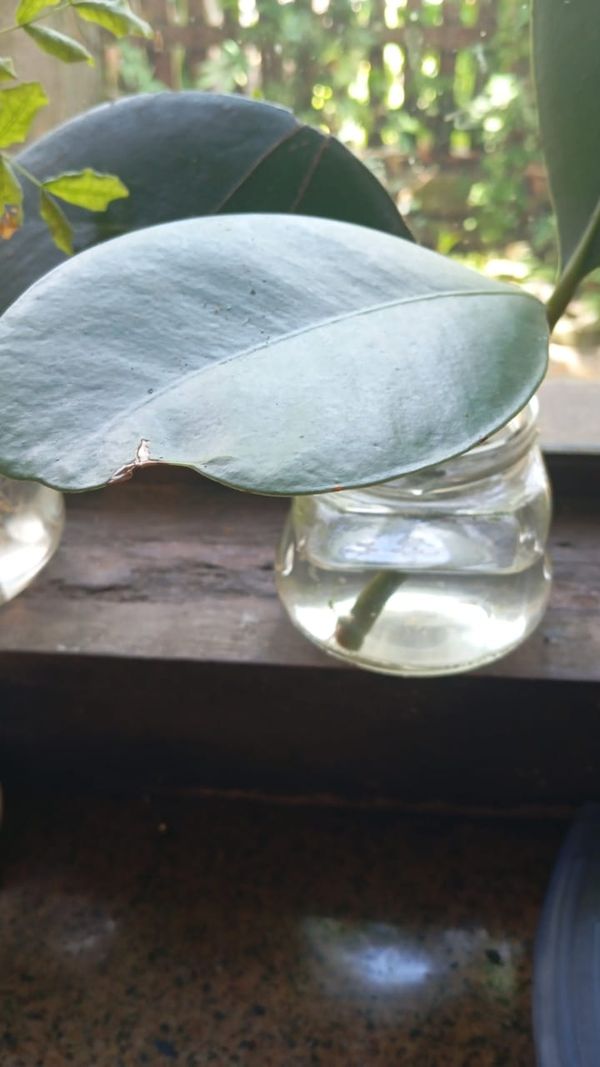 Identificação da planta Abaneiro por foto