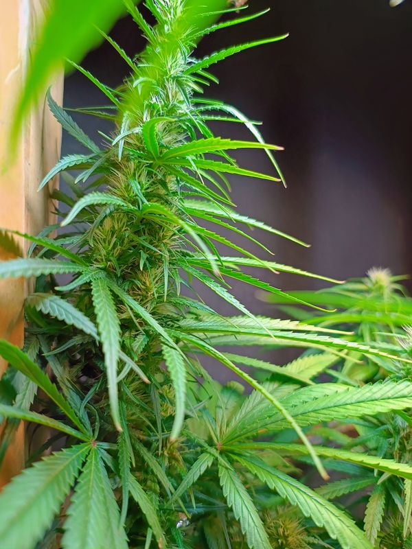 Identificação da planta Maconha por foto