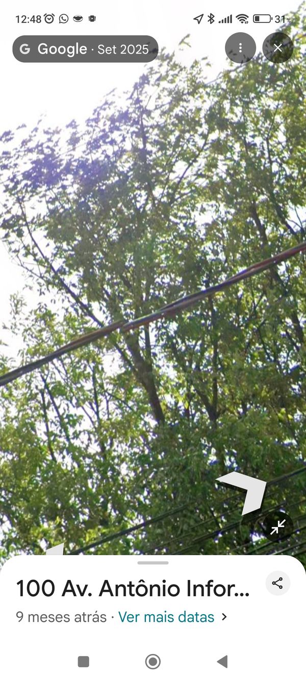 Identificação da planta Freixo por foto