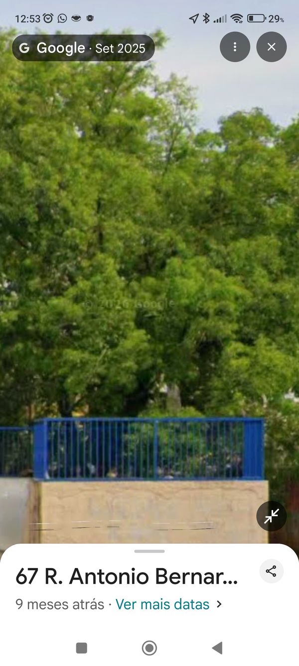 Identificação da planta Jacarandá por foto