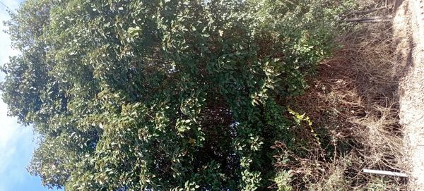 Identificação da planta Gameleira por foto