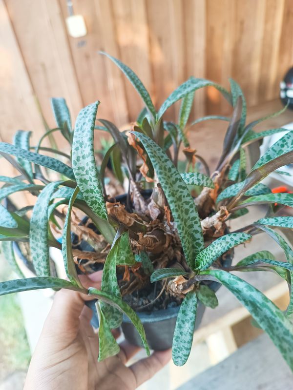 Identificação da planta Planta-pérola por foto