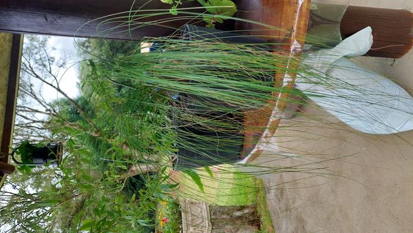 Identificação da planta Papiro por foto