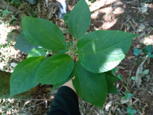 Identificação da planta Pó-de-mico por foto