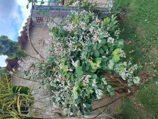 Identificação da planta Planta-fita por foto