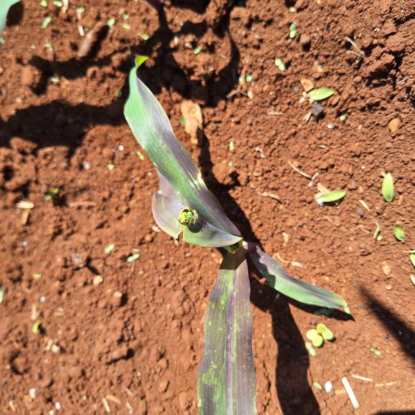 Identificação da planta Milho por foto