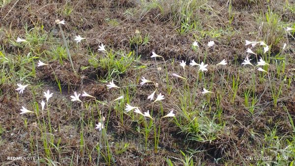 Identificação da planta lírio-da-chuva por foto