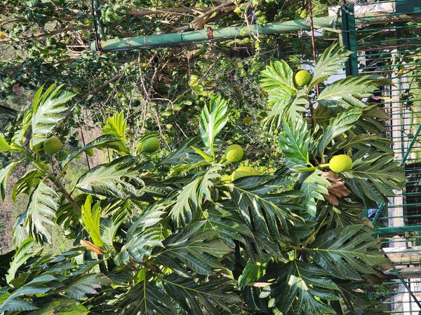 Identificação da planta Fruta-pão por foto