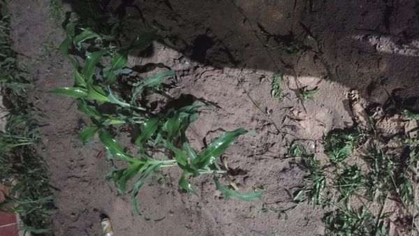 Identificação da planta Milho por foto
