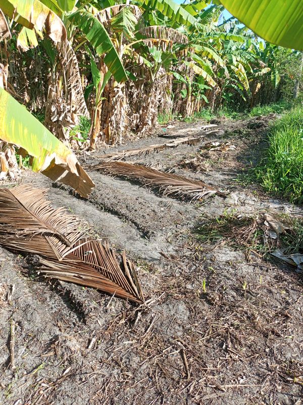 Identificação da planta Coqueiro por foto