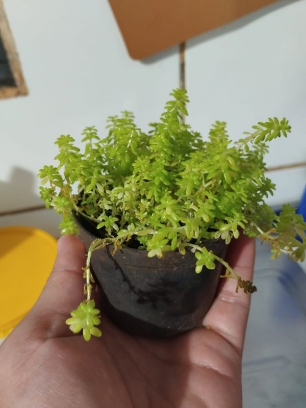 Identificação da planta Dedinho de moça por foto