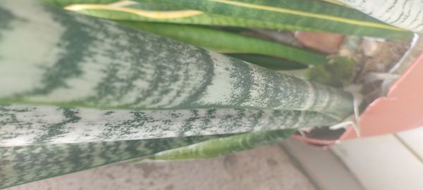 Identificação da planta Espada de São Jorge por foto