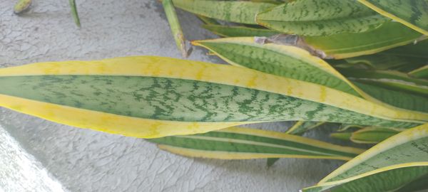 Identificação da planta Espada de são jorge por foto
