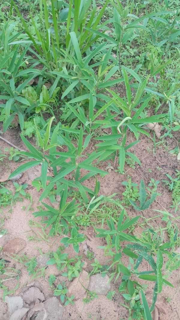 Identificação da planta clitória por foto