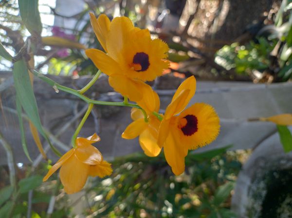 Identificação da planta dendrobium por foto