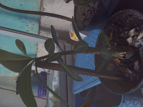 Identificação da planta Rosa do deserto por foto