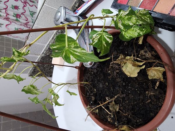 Identificação da planta Hera-argelina por foto