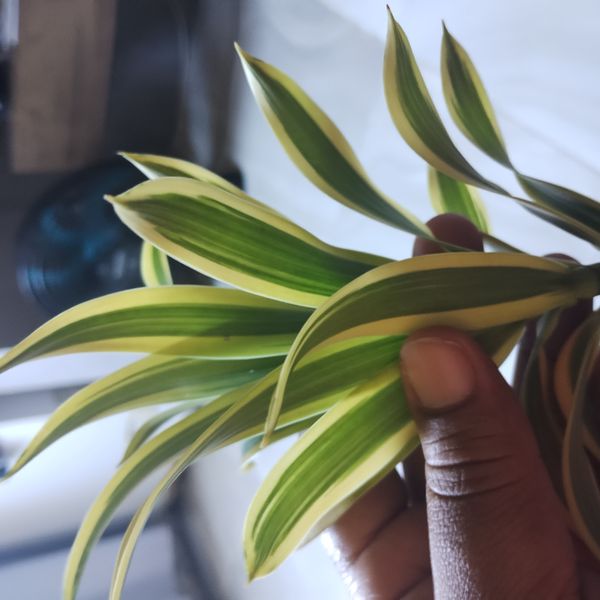 Identificação da planta Pleomele por foto