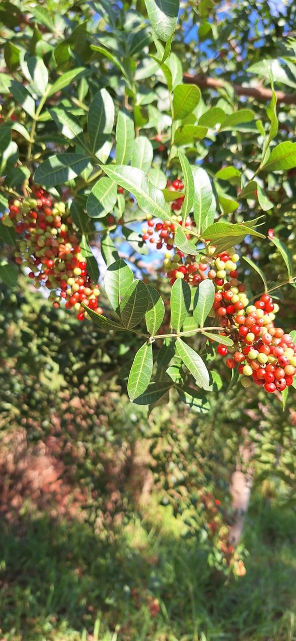 Identificação da planta Aroeira por foto
