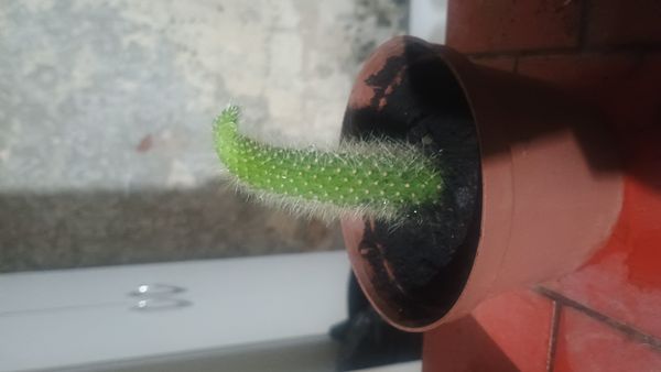 Identificação da planta Rabo de macaco por foto