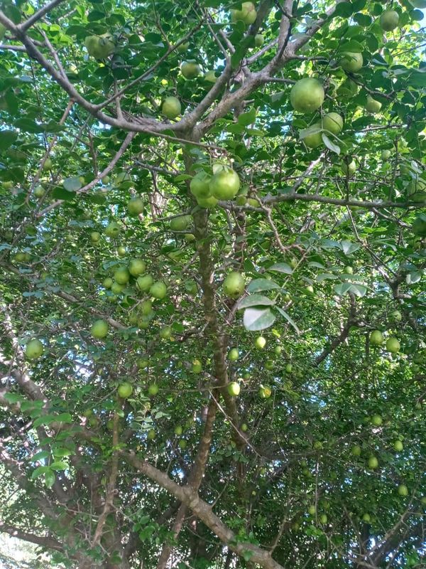 Identificação da planta Umbu por foto