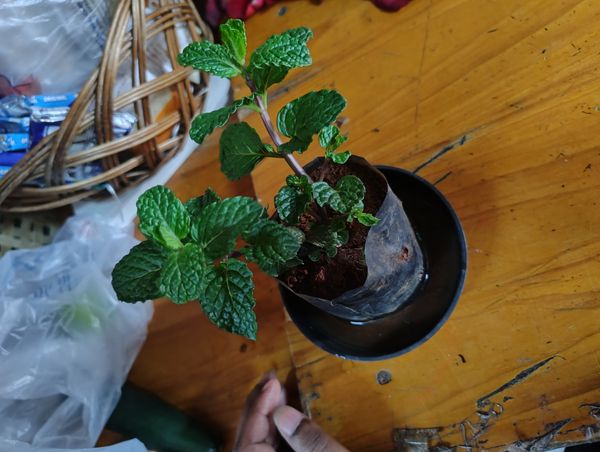 Identificação da planta Hortelã por foto