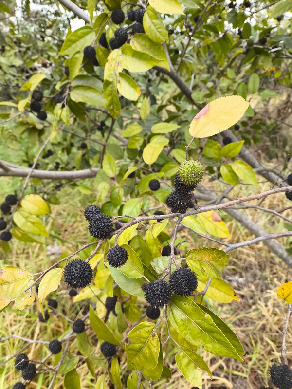 Identificação da planta Mutamba por foto