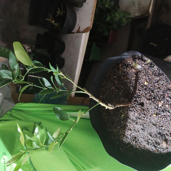 Identificação da planta Limão por foto