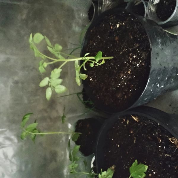 Identificação da planta Tomate por foto
