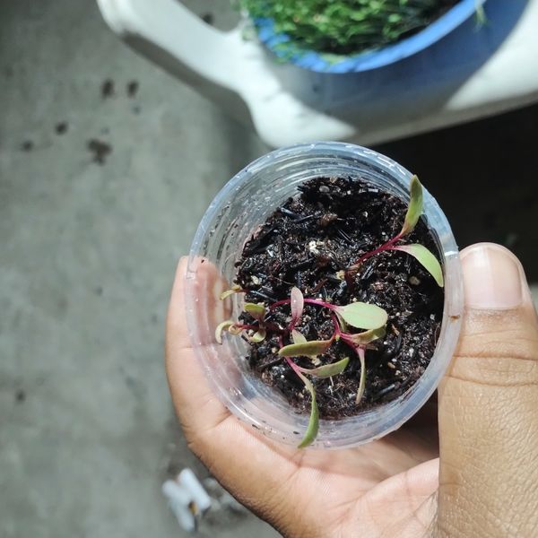 Identificação da planta Eucalipto por foto