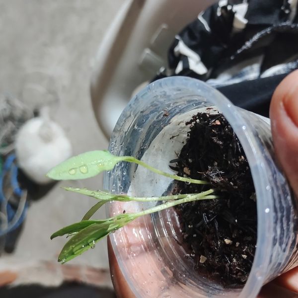 Identificação da planta Agrião por foto