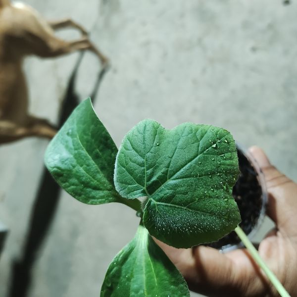 Identificação da planta Abóbora moranga por foto