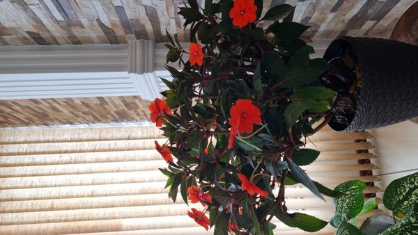 Identificação da planta Maria-sem-vergonha por foto