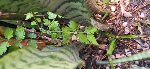 Identificação da planta Chuva-de-ouro por foto