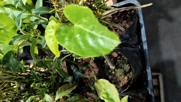 Identificação da planta Insulina por foto