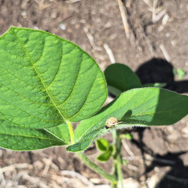 Identificação da planta Soja por foto