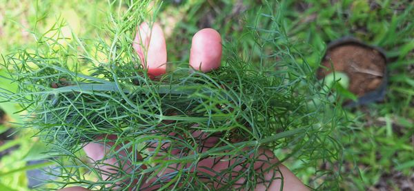 Identificação da planta Funcho por foto