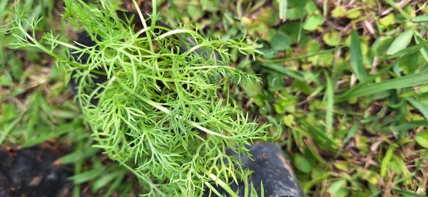Identificação da planta Camomila por foto