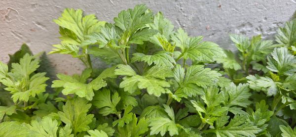 Identificação da planta Losna japonesa por foto
