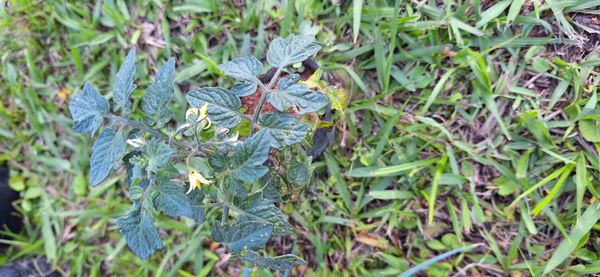 Identificação da planta Tomate por foto