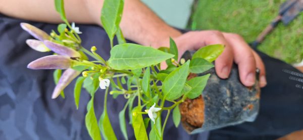 Identificação da planta Malagueta por foto