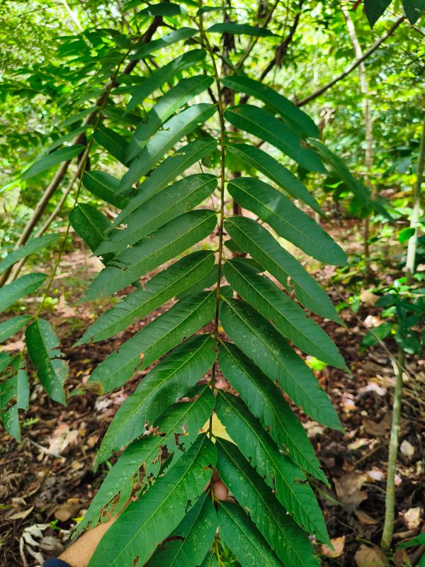 Identificação da planta Cedro-rosa por foto