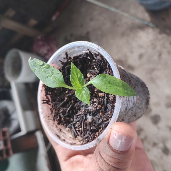 Identificação da planta Malagueta por foto