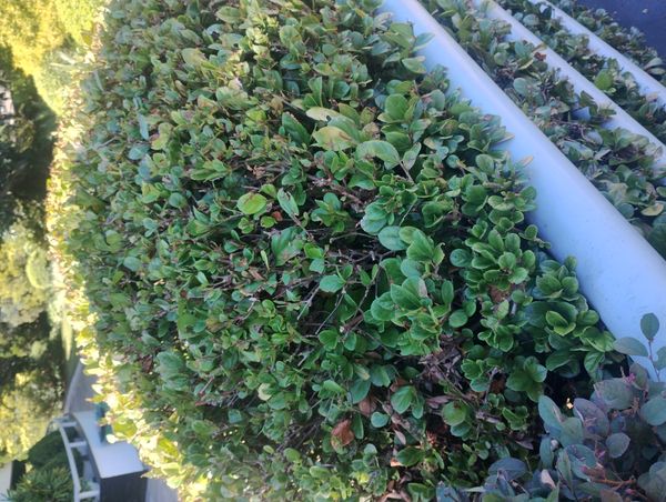 Identificação da planta Viburno por foto