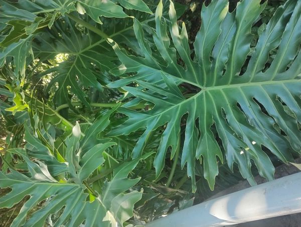 Identificação da planta Guaimbê por foto